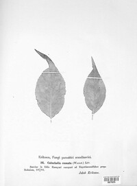 Calocladia comata image